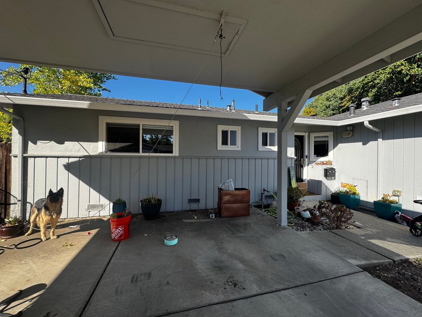 A bare gray-sided wall under a carport with a few pots just set down and a German Shepherd standing on the concrete.