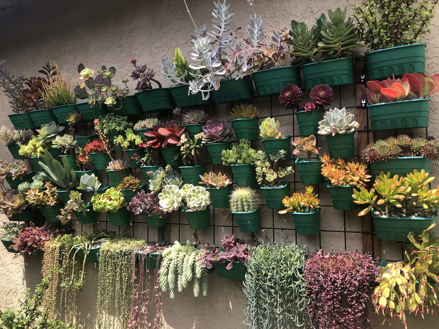 A stucco wall covered by a wire grid holding dozens of green hanging planters overflowing with colorful succulents, with trailing plants cascading from the bottom row.