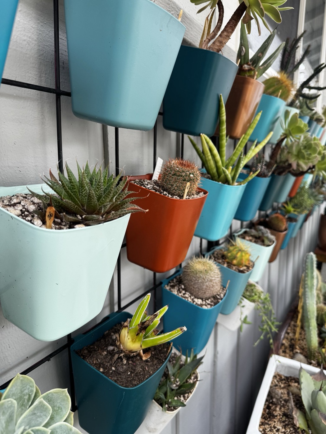 Close-up of painted cups in mint, terra cotta, and teal hanging on a black wire grid, holding a haworthia, a small round cactus, and a snake plant.