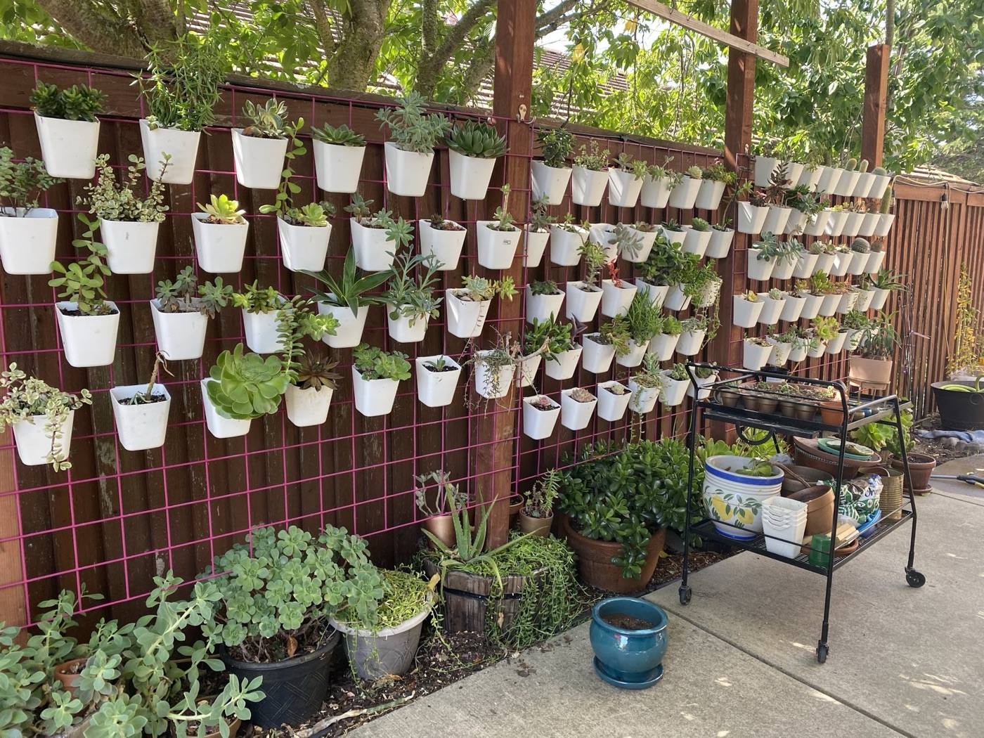 A long wooden fence covered by a pink wire grid and dozens of white cups overflowing with succulents.