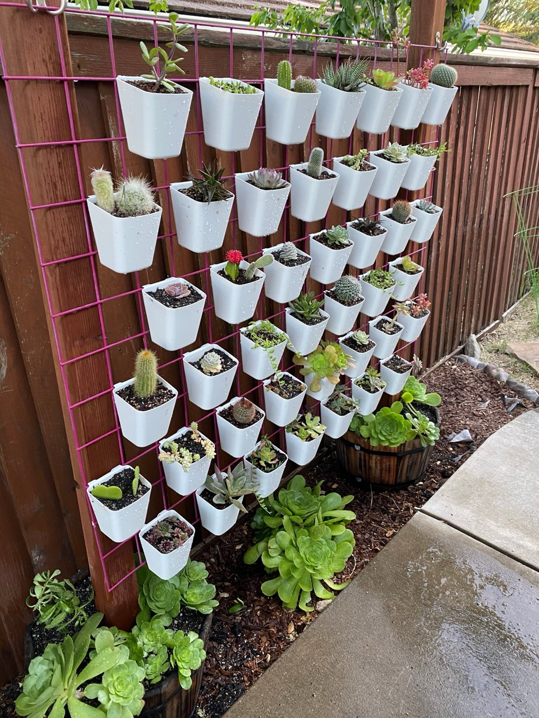 A pink wire grid mounted on a wooden fence, holding rows of white plastic cups freshly planted with small cacti and succulents.