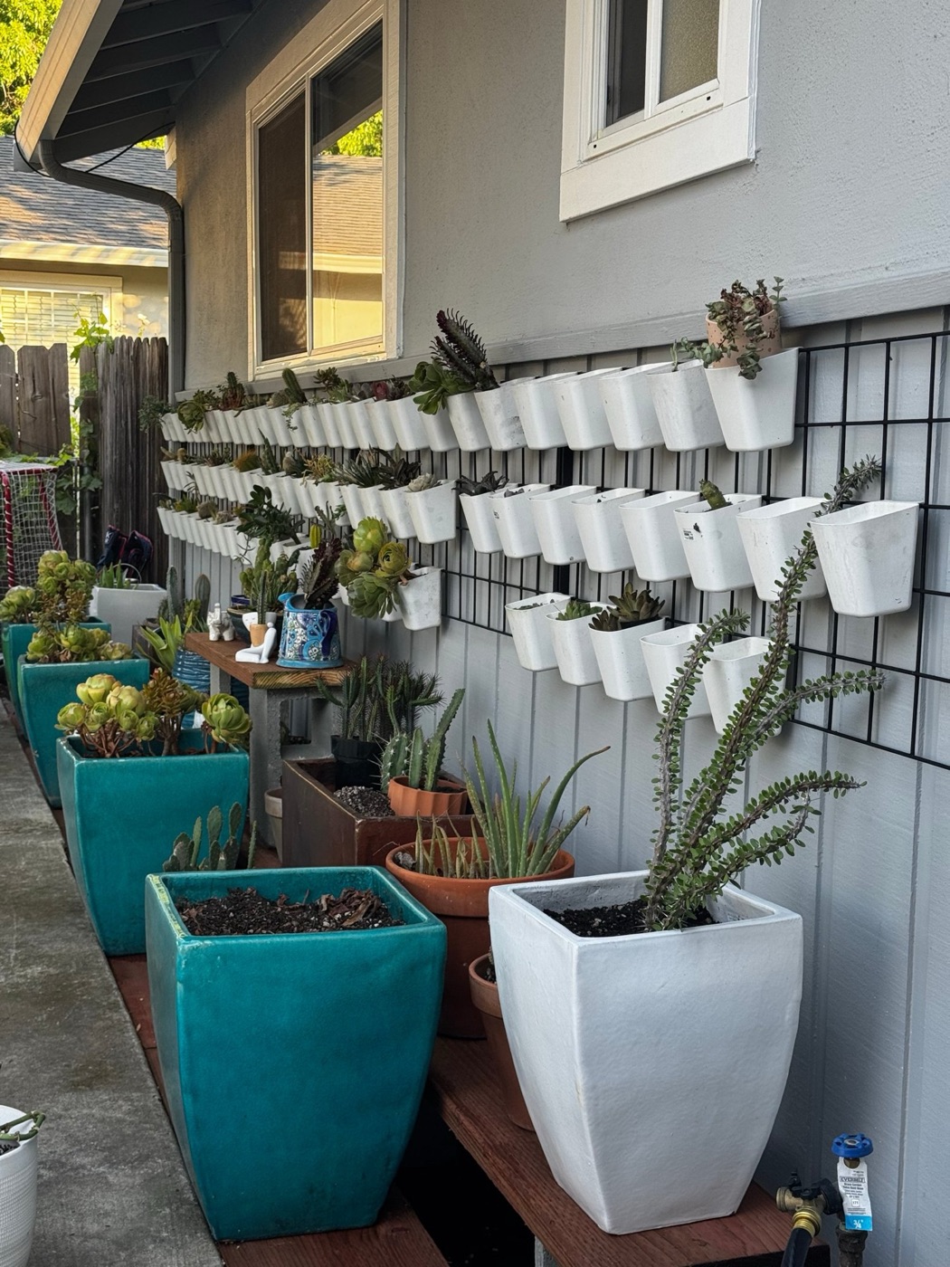 A black wire grid on a gray house wall holding rows of white cups, many still empty, with large teal and white planters lined up below.