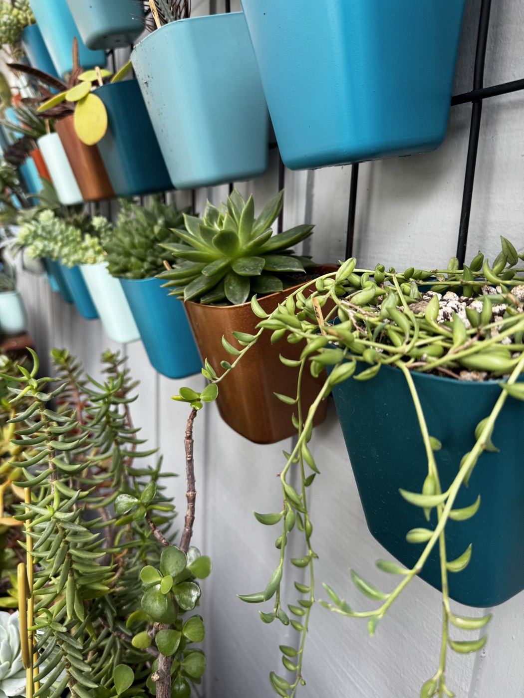 A string-of-bananas succulent trailing over the edge of a deep teal cup beside a copper cup holding a green rosette.